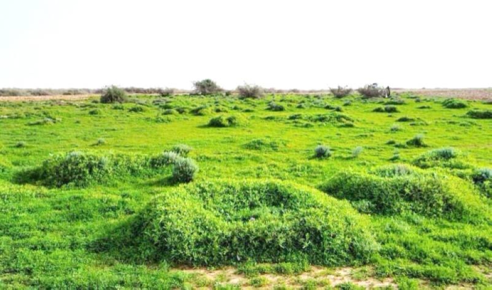10 آلاف ريال غرامة استزراع «النبتة الغازية» – أخبار السعودية