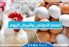 أسعار الدواجن والبيض اليوم السبت 27-7-2024 بمحافظة البحيرة